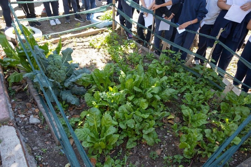 En Alto Verde se está desarrollando una huerta escolar para enseñar sobre la producción de alimentos.