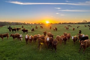 La zafra de terneros aún no presenta un desarrollo significativo como para conformar un nivel de oferta consolidado.