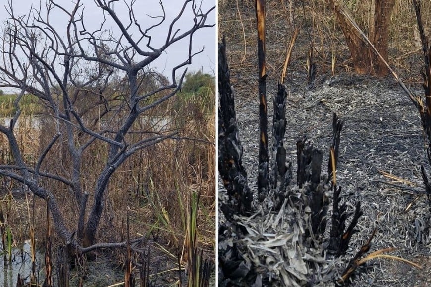 incendio en la Reserva Natural Urbana del Oeste