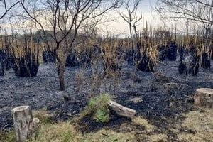 incendio en la Reserva Natural Urbana del Oeste