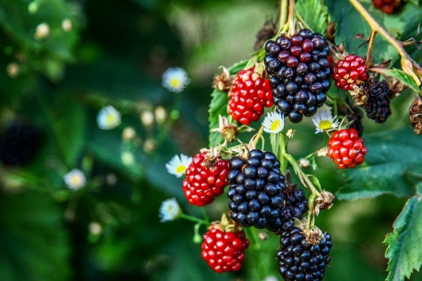 Las moras, esas pequeñas bayas de colores intensos, no solo son una delicia para el paladar, sino también una fuente rica en nutrientes