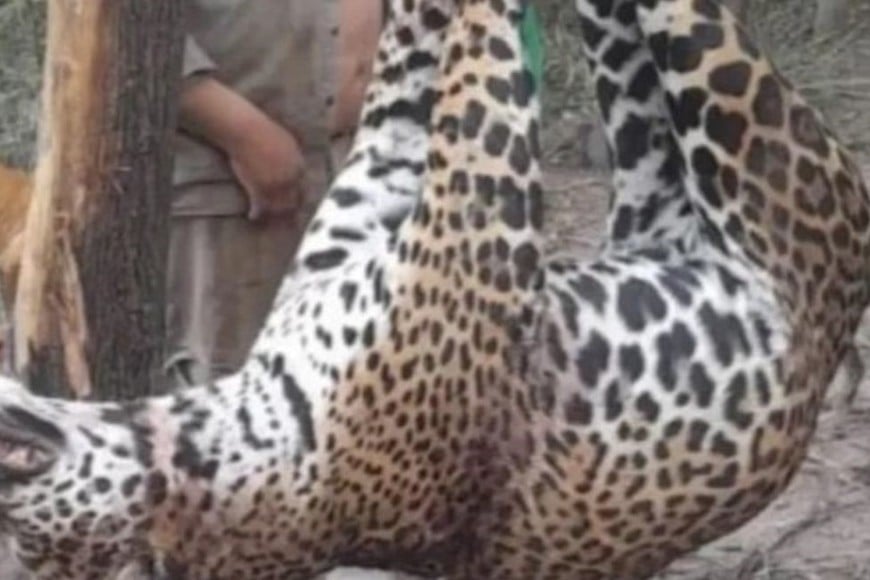 Pese a que se trata de una especie en peligro de extinción, cazadores furtivos asesinaron de manera brutal a un yaguareté