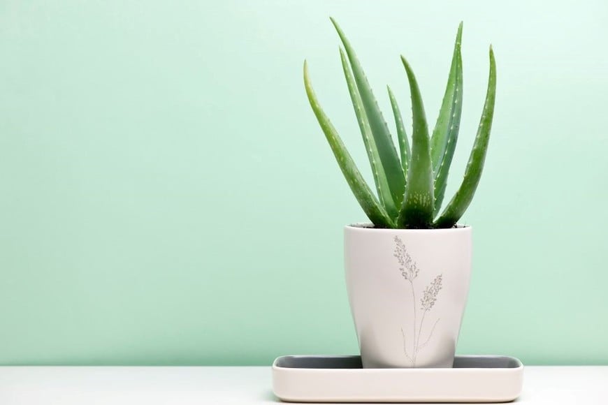 El aloe vera, ideal para espacios de baja luz y riegos escasos, también ofrece un gel curativo útil en la cocina.