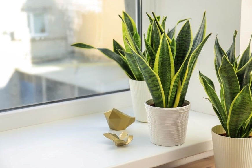 La sansevieria, resistente y fácil de cuidar, es perfecta para aportar verde a tu cocina sin esfuerzo.