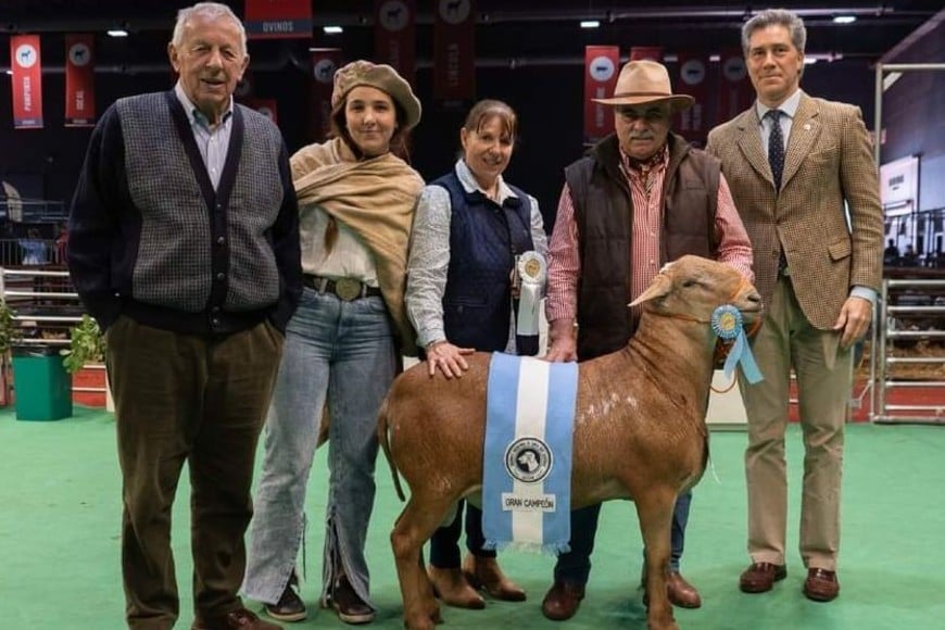 En la Rural de Palermo también hubo lugar para las ovejas