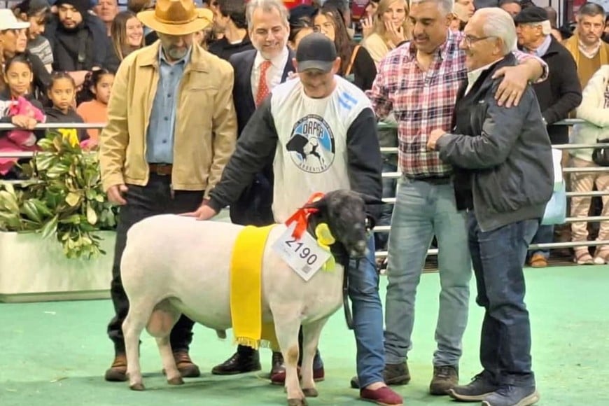 En la Rural de Palermo también hubo lugar para las ovejas