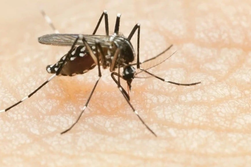 El Aedes Aegypti es el mosquito transmisor del dengue, entre otras enfermedades tropicales cuya propagación está favorecida por los cambios en las condiciones climáticas de la región.