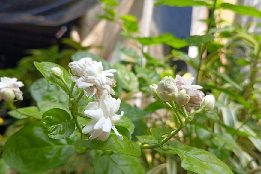 Estos consejos te ayudarán a disfrutar del aroma del jazmín en todos tus espacios.