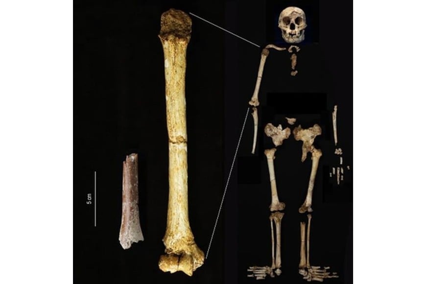 El fragmento de húmero de Mata Menge (izquierda) se muestra a la misma escala que el húmero de Homo floresiensis de Liang Bua. Crédito: Yousuke Kaifu.