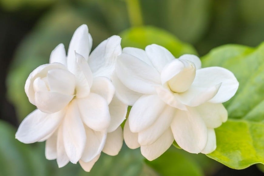 El jazmín es una planta apreciada en jardines y espacios interiores.