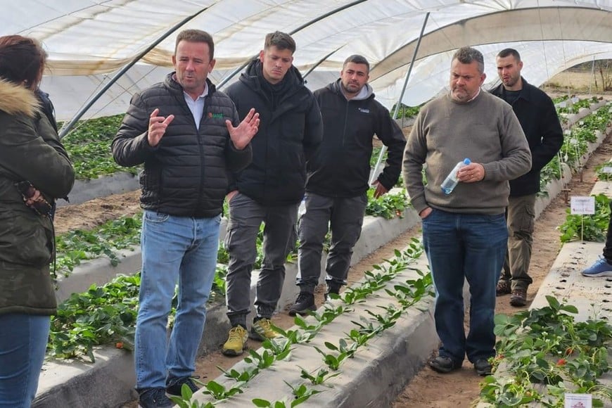 El ingeniero español y el corondino, durante la visita a campo en macrotúneles con frutillas. Crédito: Coronda Registrada.