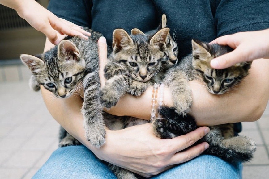 Los gatos pueden recordar dónde esconden sus juguetes gracias a su memoria espacial.