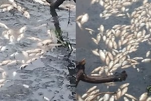 Preocupa la mortandad de peces en el arroyo El Rey