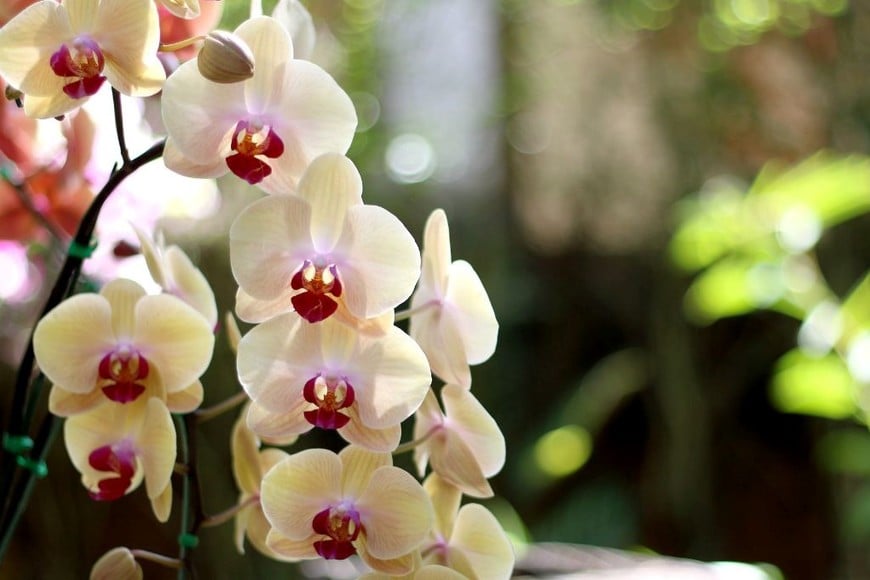 Colocar orquídeas en el área suroeste fomenta el amor y fortalece las relaciones sentimentales.