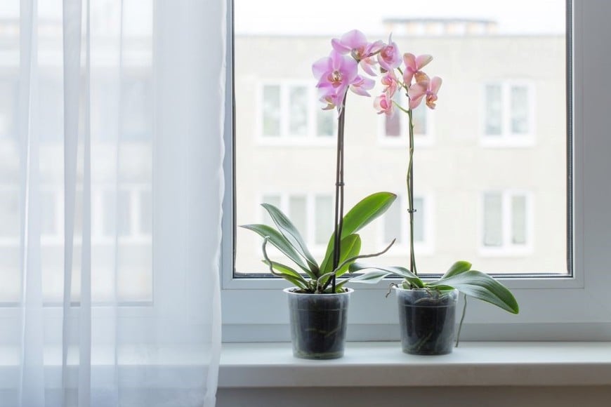 Las orquídeas simbolizan abundancia y éxito, ideales para oficinas y espacios de trabajo.