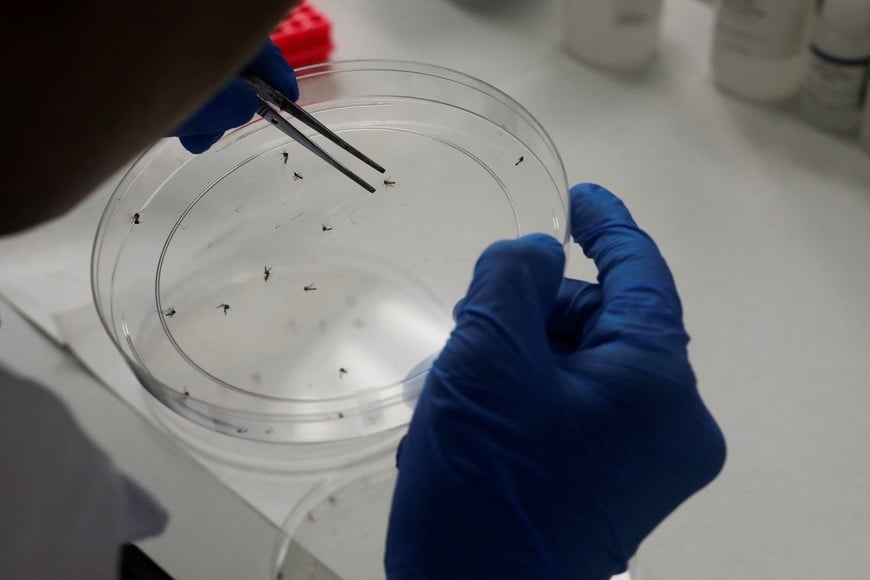 A researcher from the Health and Development Research Center of the University of El Salvador works in a laboratory to detect the dengue virus in mosquitoes in San Salvador, El Salvador, July 9, 2024. REUTERS/Jose Cabezas