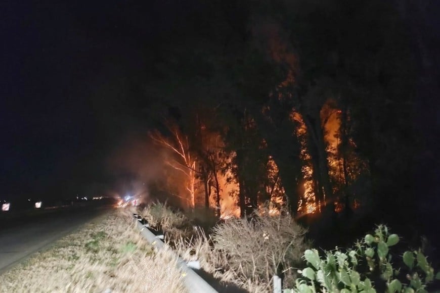 Por la noche del domingo, sofocaron este incendio en zona de eucaliptos.