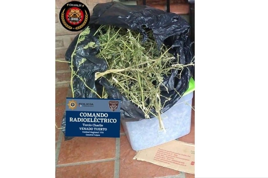 Las plantas de cannabis halladas en el domicilio de Liniers al 2.400. Foto: UR VIII