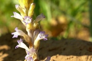 Orobanche cumana es una planta parásita que se alimenta a expensas del agua y los nutrientes que extrae del girasol, provocando que éste detenga su crecimiento, pudiendo incluso provocar su muerte.