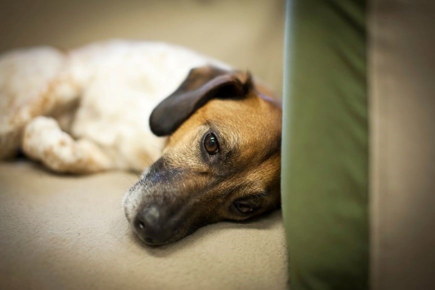 Atender y mostrar cariño a tu perro es crucial para que supere la depresión.