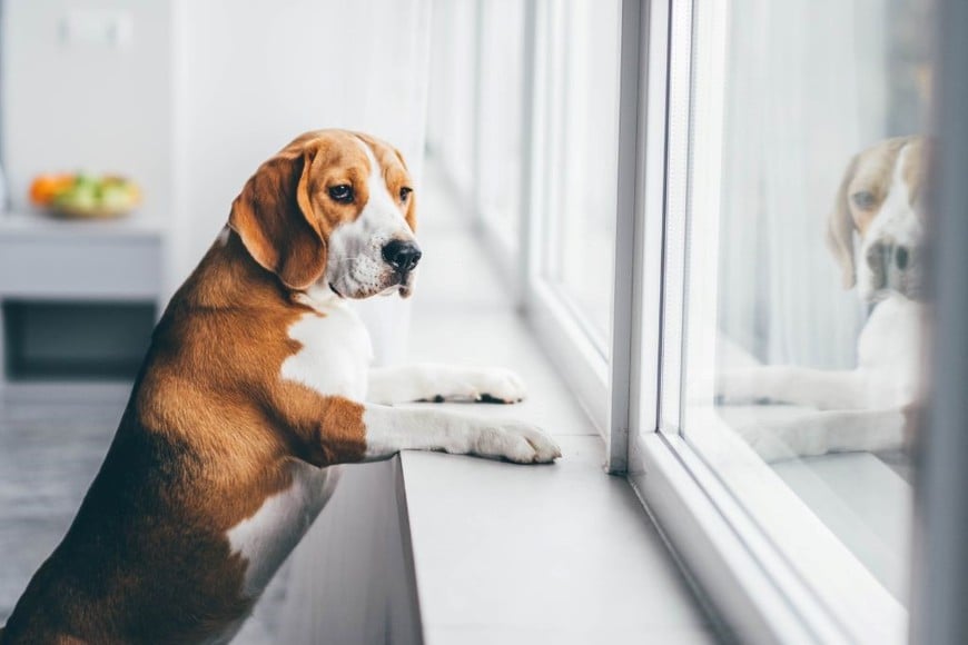 La falta de ejercicio y estimulación mental puede contribuir a la depresión en perros.