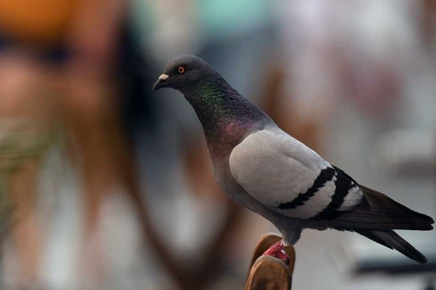 El problema de las palomas llegó a la Legislatura santafesina.