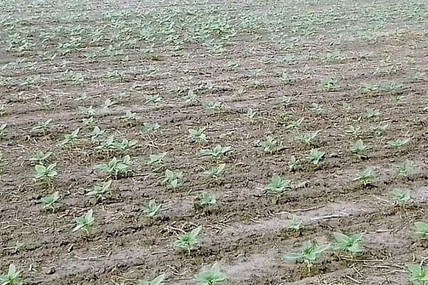 Lote con girasol; en etapa de crecimiento, buena emergencia, en el centro norte del departamento General Obligado.