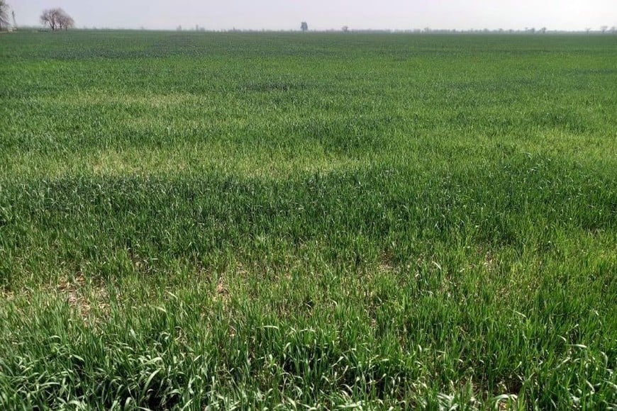 Lote con trigo; síntomas de déficit hídrico, en el centro del departamento Castellanos.