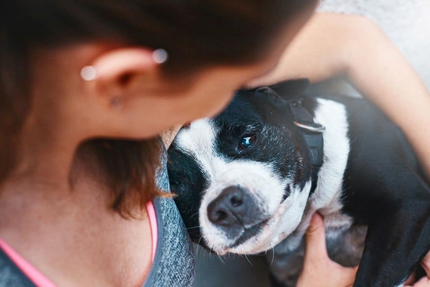 El primer paso hacia una nueva amistad es adoptar y cambiar una vida.