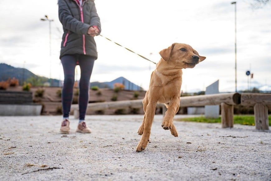 Los paseos no solo ejercitan a tu perro, también demuestran tu dedicación como dueño.