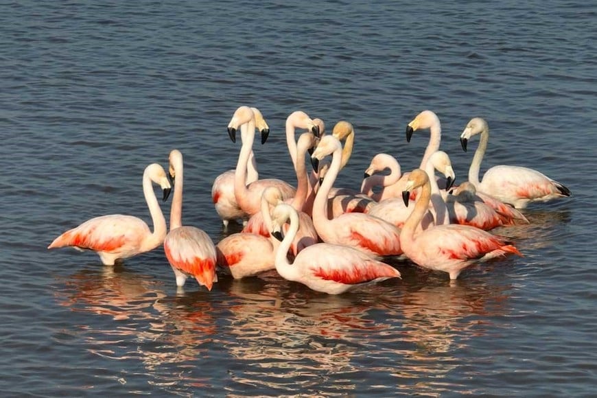 Las aves volvieron al espejo de agua santafesino. Foto: Fernando Nicola