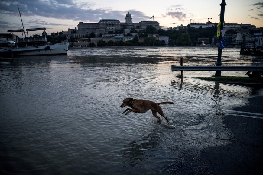 A dog plays on a quay flooded by the Danube River in Budapest, Hungary, September 18, 2024. REUTERS/Marton Monus     TPX IMAGES OF THE DAY