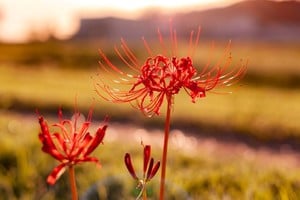 El sol brillante marca el equinoccio de primavera, creando días más largos y cálidos.