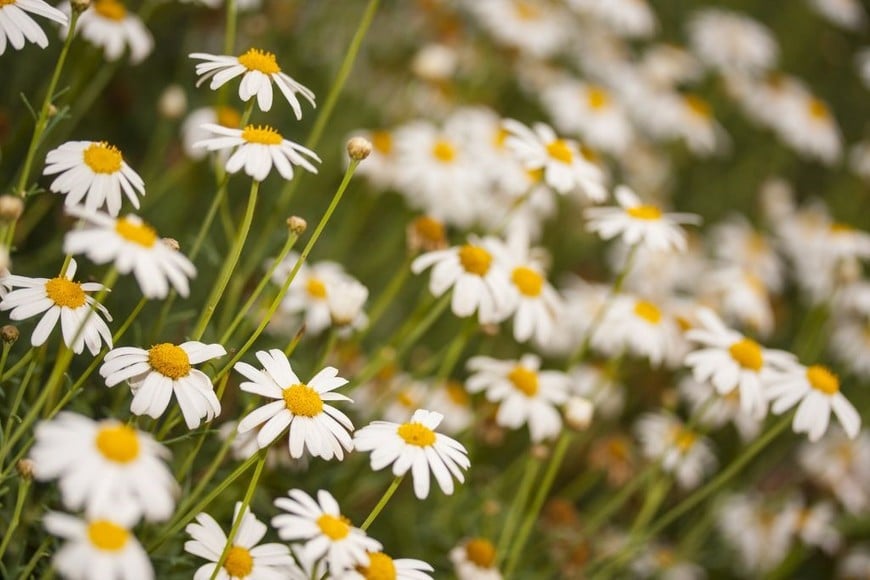 La llegada de la primavera simboliza el ciclo de renovación.