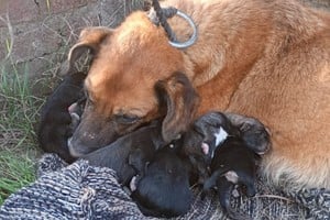 Los 9 perros ya rescatados de la alcantarilla.