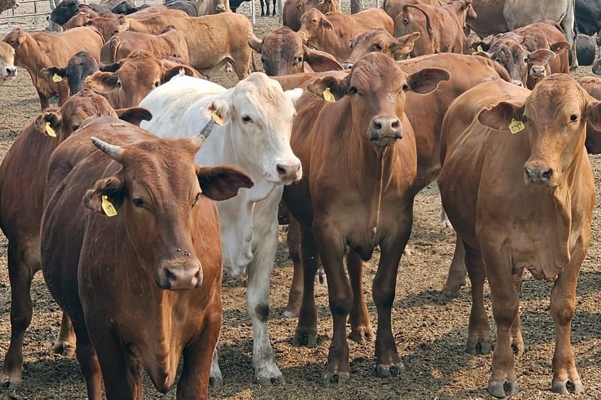 Ganadería: criadores cordobeses fueron a Paraguay a ver cómo se producen 300 kilos de carne por hectárea