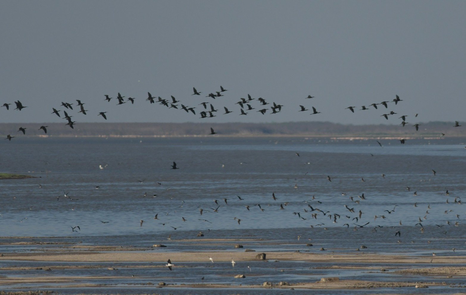 Las aves haciendo su aporte al paisaje