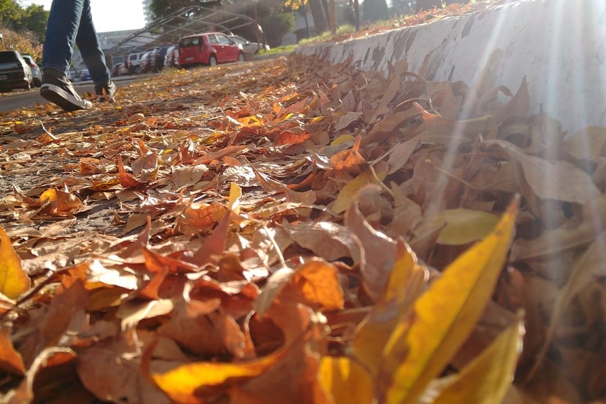 El otoño ya dejó sus hojas secas. Ahora, viene el “renacimiento”.