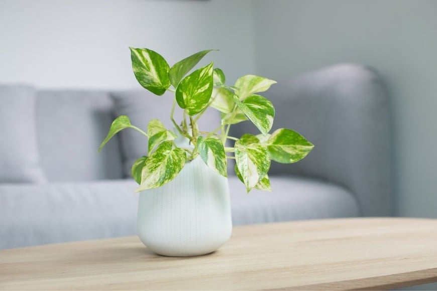 Los potus, Epipremnum aureum, son una variedad de plantas que quedan perfectas en el interior del hogar.