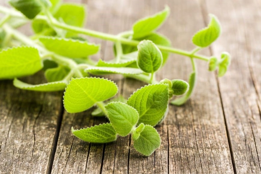 La planta del dinero, o Plectranthus verticillatus, según su nombre científico.