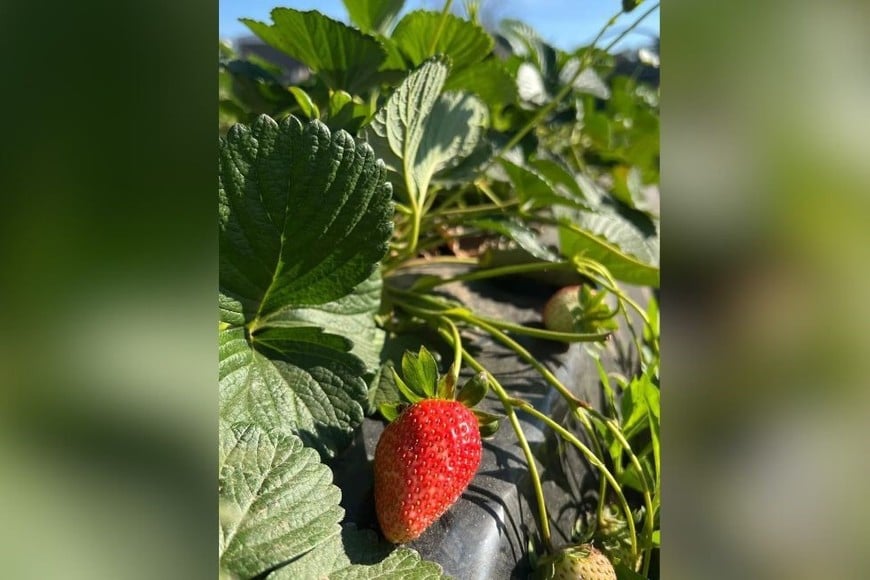 Diversificación de técnicas: volvió la sandía y llegó el melón a la zona de la costa santafesina