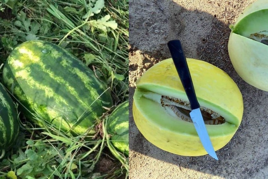 Diversificación de técnicas: volvió la sandía y llegó el melón a la zona de la costa santafesina