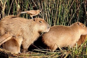 Familia de carpinchos. Crédito: Suplemento: “Río Paraná, su fauna y su flora”.