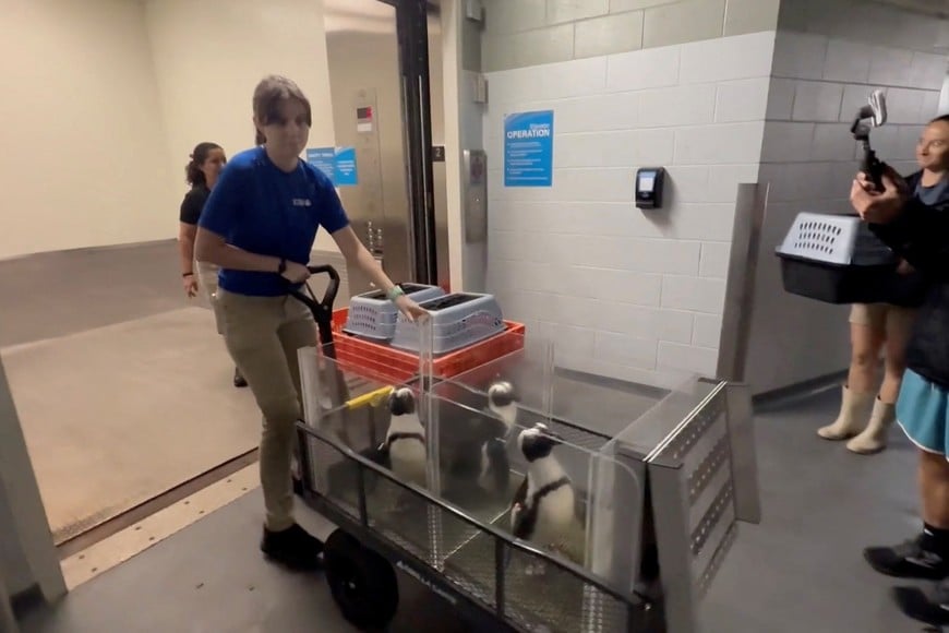 Penguins are carried on a cart to be relocated to higher ground at Florida Aquarium ahead of Hurricane Milton, in Tampa, Florida, U.S. October 8, 2024 in this screen grab from a video. Florida Aquarium/TMX /Handout via REUTERS    THIS IMAGE HAS BEEN SUPPLIED BY A THIRD PARTY NO RESALES. NO ARCHIVES MANDATORY CREDIT