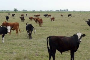 Dicha cifra representa la caída más significativa luego de la liquidación 2008/09, donde la merma en el número de existencias había rondado las 404.274 cabezas. Foto: Campolitoral.