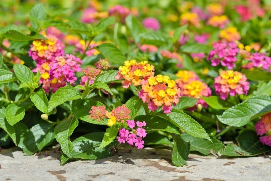 Lantana: Flores vibrantes que atraen mariposas y son resistentes al calor.