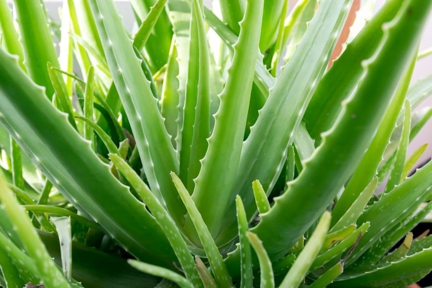 Aloe Vera: Suculenta fácil de cuidar, perfecta para climas cálidos y con propiedades medicinales.