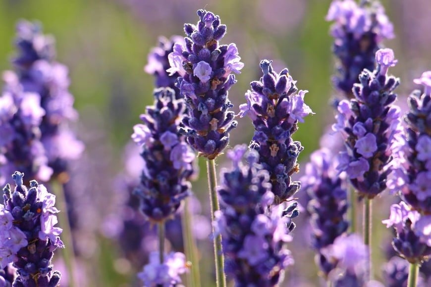 Hierbas Aromáticas: Romero, lavanda y menta aportan fragancia y son útiles en la cocina.