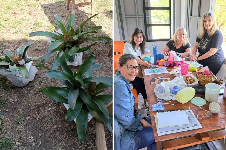 Se venden plantas para recaudar fondos. Además, ya comenzó un curso de tejido al crochet gratuito.