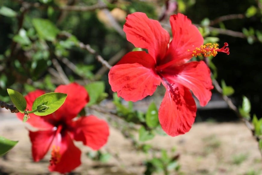 Hibisco: Grandes flores coloridas que añaden un toque exótico a tu espacio exterior.